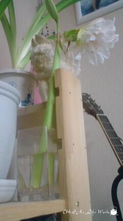 折れたアマリリス・・その後